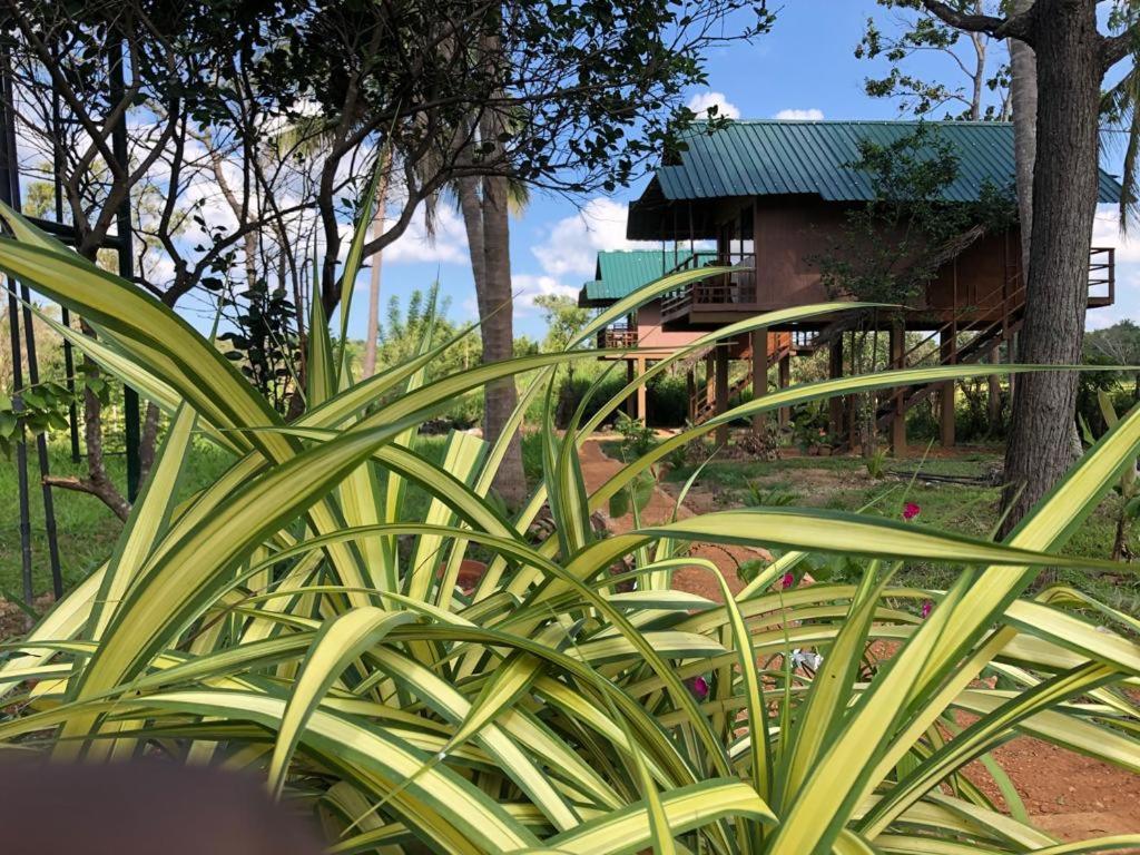 Sigiriya Paddy Field Hut Villa Ngoại thất bức ảnh